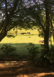 From the Camping Wood to Cattle Meadow