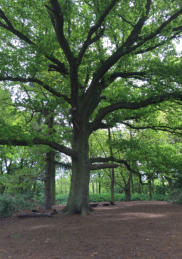 The central oak tree